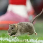 Invasão Inusitada! Rato Paralisa Jogo de País de Gales x Bélgica nas Eliminatórias da Copa 2026