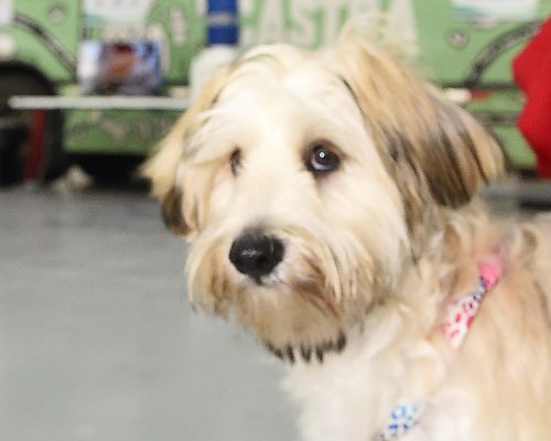 Programa CastraPet Paraná vai beneficiar mais de 8 mil cães e gatos em abril