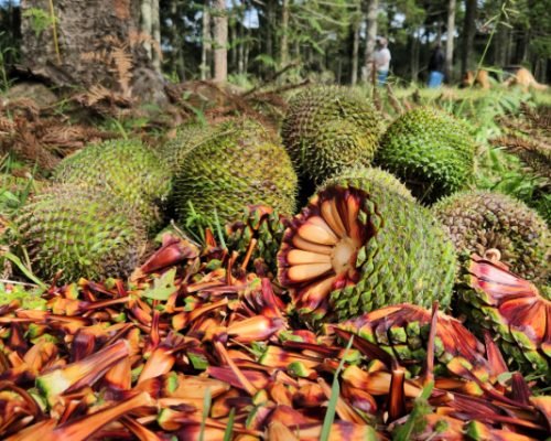 Fim da espera: temporada do pinhão começa nesta quarta-feira em todo o Paraná